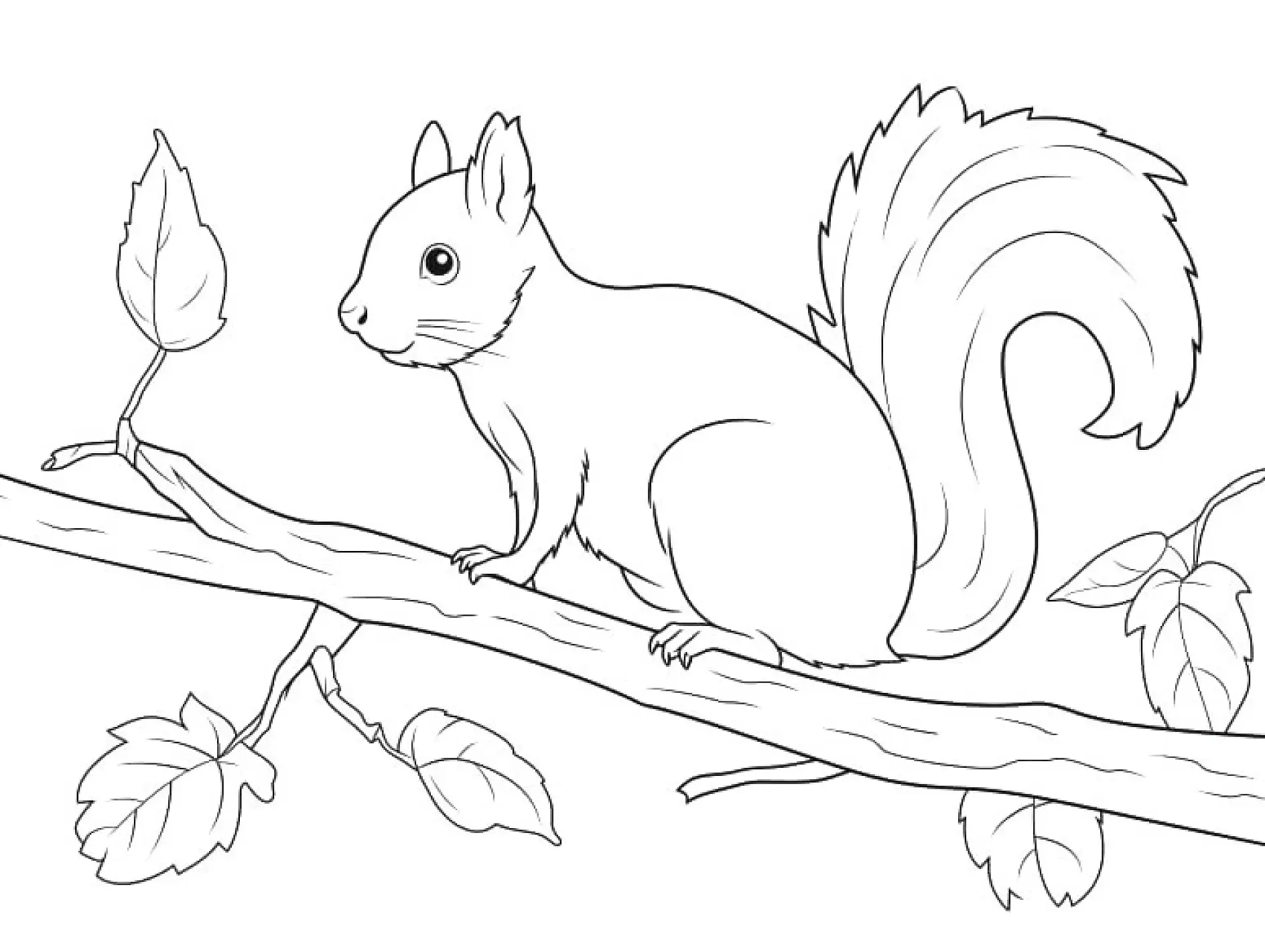 Ausmalbild Eichhörnchen auf Zweig mit Blättern