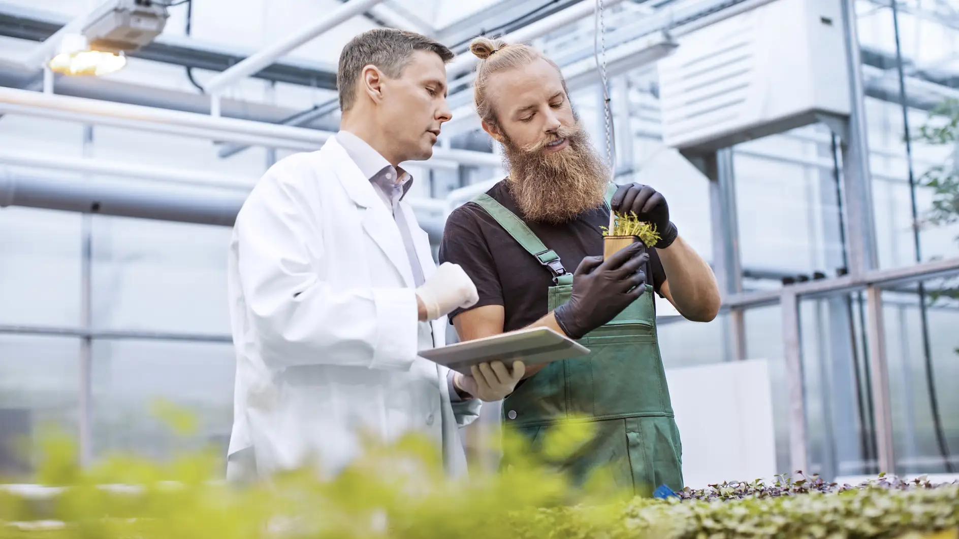 Miestieteilijä ja maataloustyöntekijä tarkastamassa taimia taudin varalta kasvihuoneessa