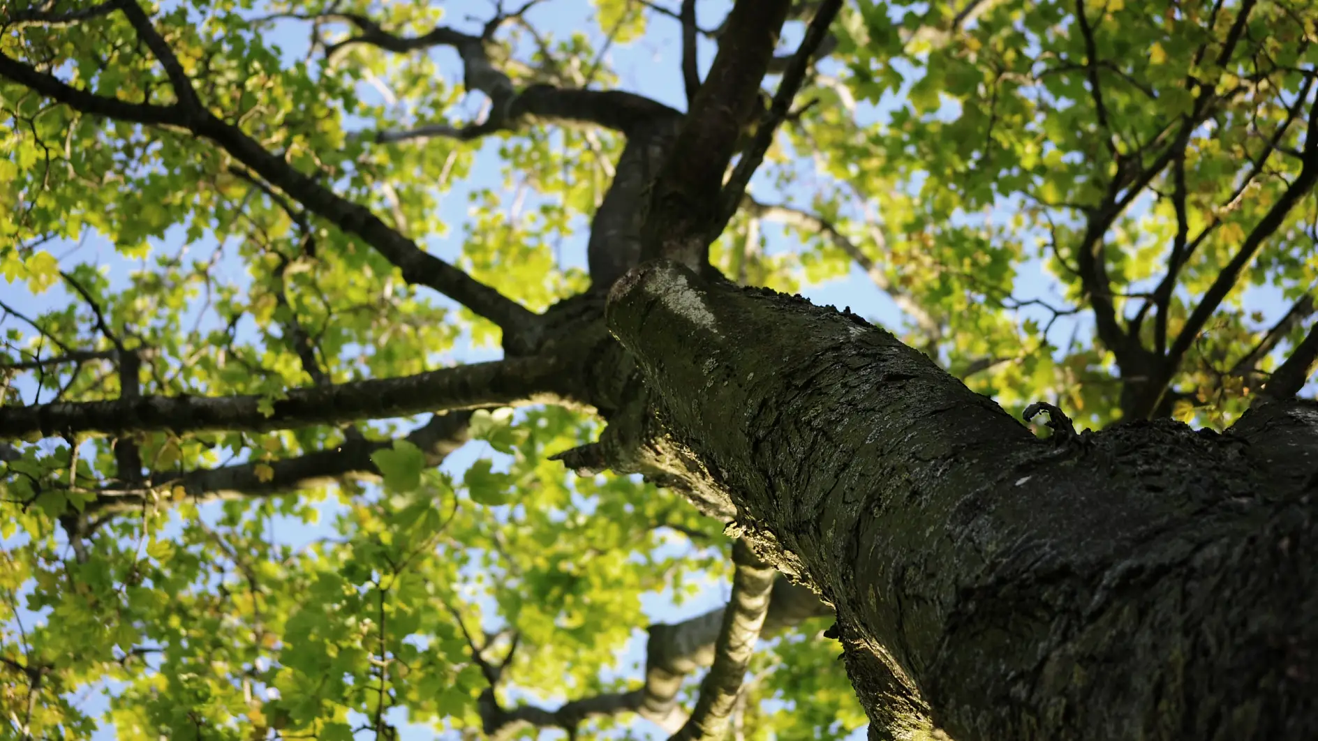 Erdő Természet Fa Levelek Felelősség