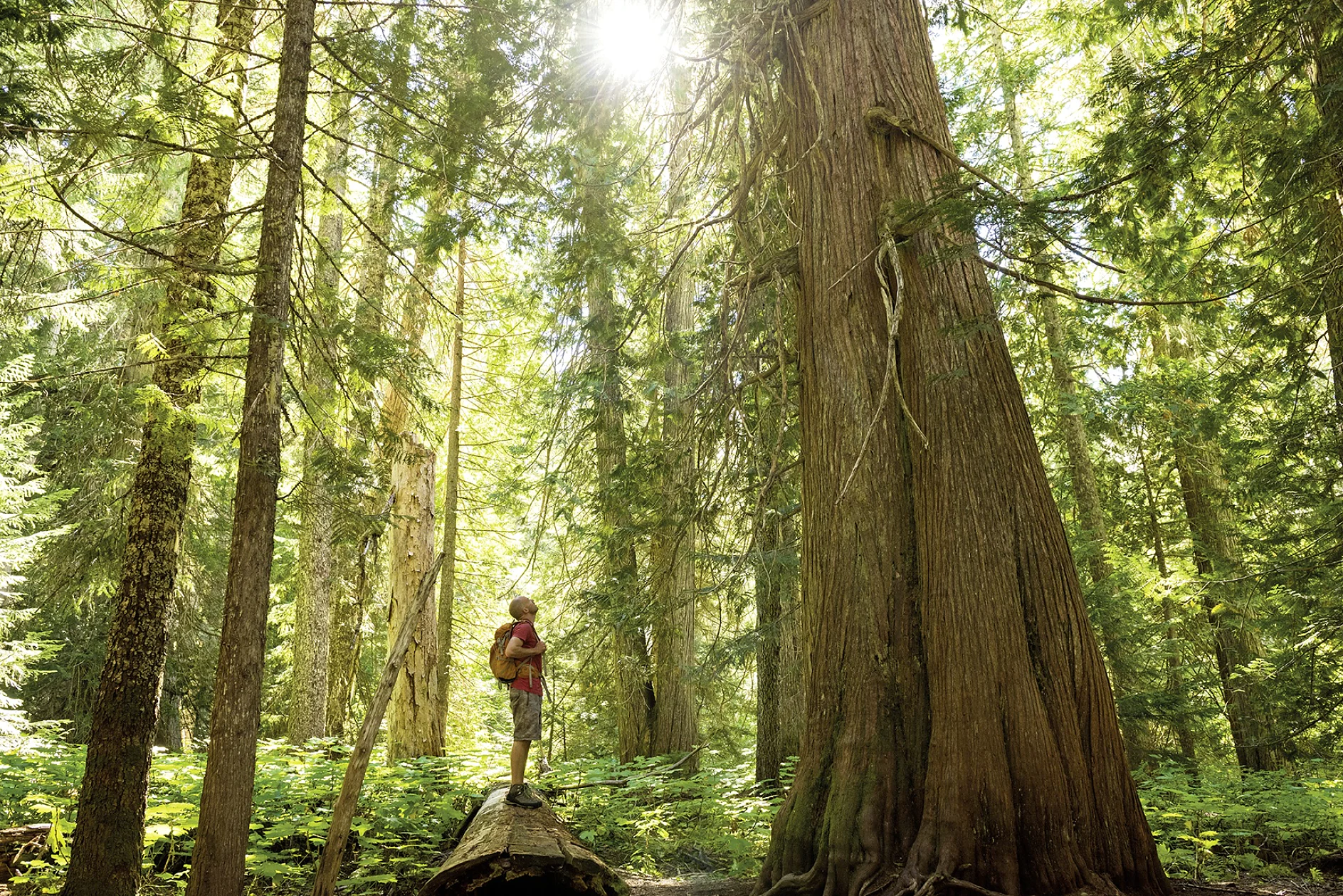 tesa_Twinlock_forrest_72 Man in forest
