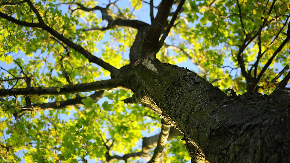 Holz Natur Baum Blätter Verantwortung