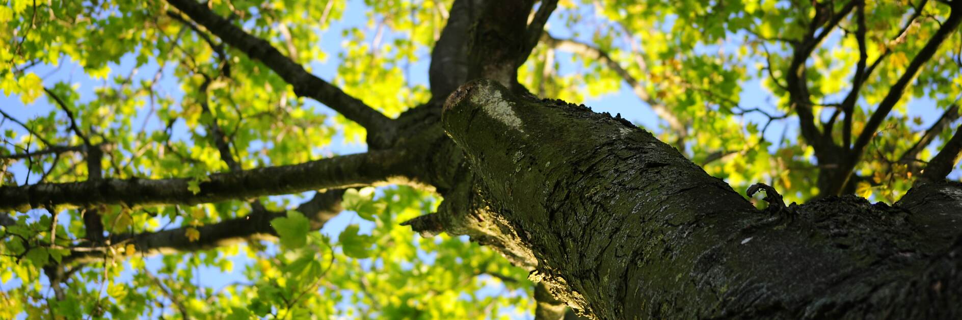 Holz Natur Baum Blätter Verantwortung