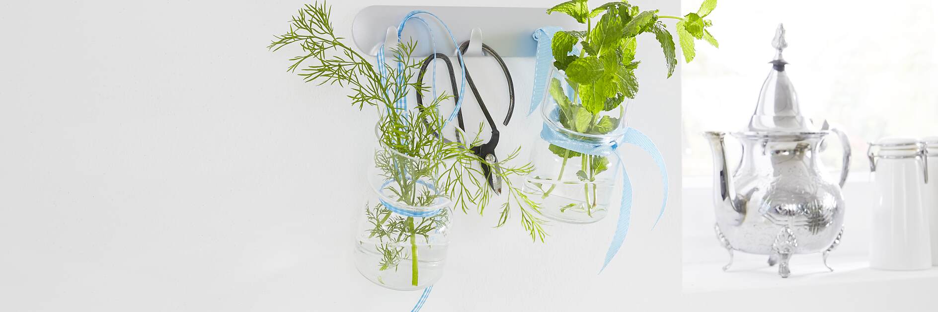 Culinary herbs in glasses