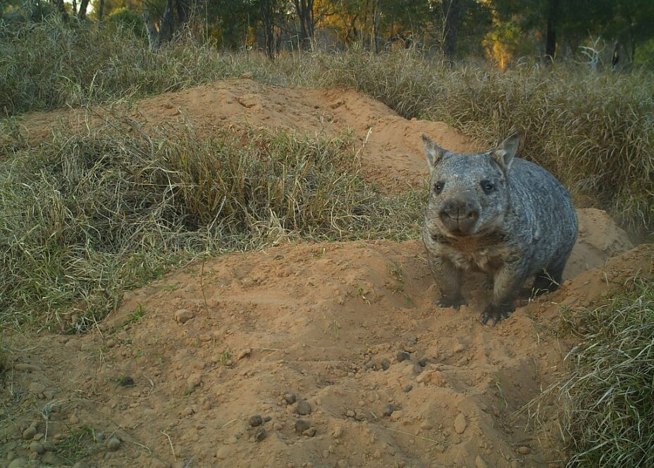 Northern-hairy-nosed-wombat-Photo-property-of-EHP-1024x734 Northern-hairy-nosed-wombat-Photo-property-of-EHP-1024x734