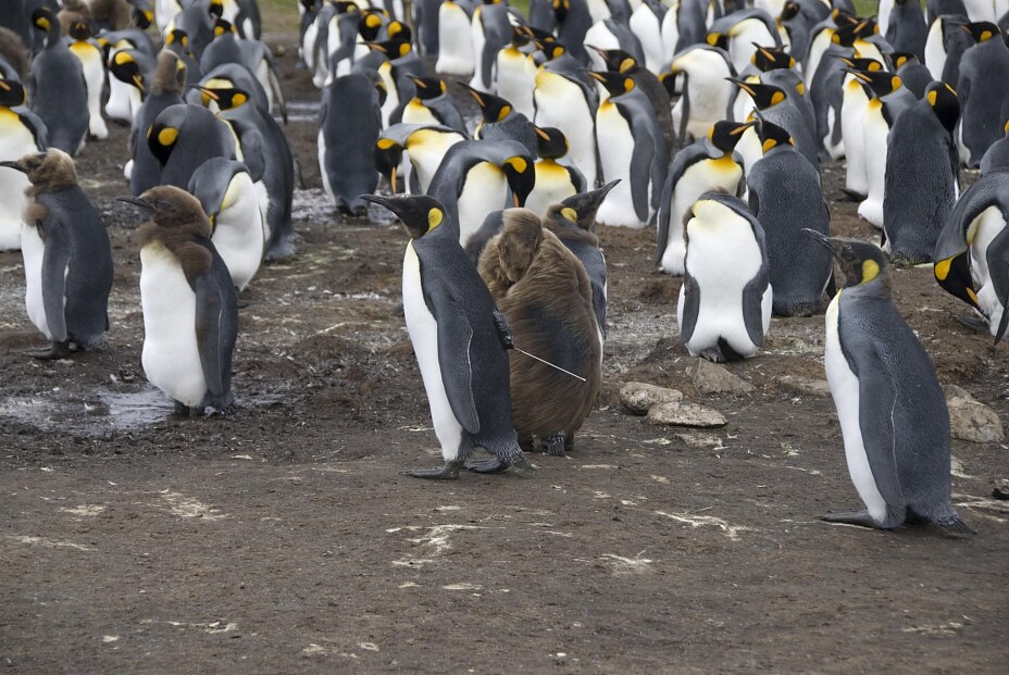 King Penguin Chick King Penguin Chick
