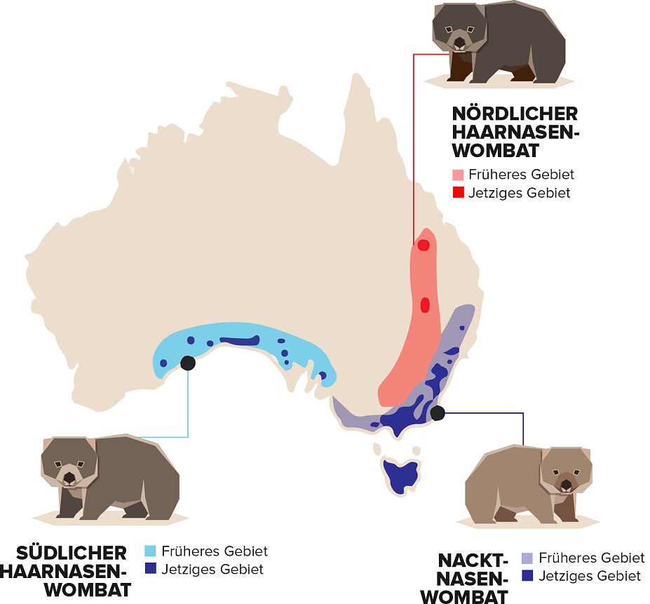 Wombat map Wombat map