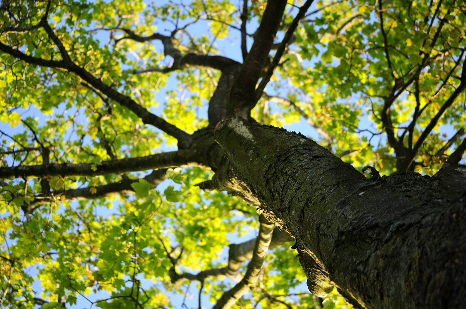 Holz Natur Baum Blätter Verantwortung Holz Natur Baum Blätter Verantwortung