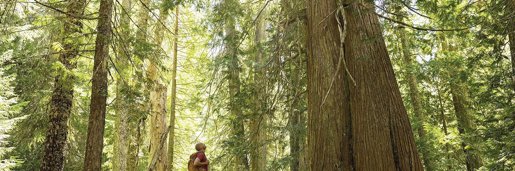 Eine Person steht auf einem Baumstamm in einem üppigen, grünen Wald und blickt zu den hoch aufragenden Bäumen hinauf. Sonnenlicht fällt durch die Äste und schafft eine heitere und friedliche Atmosphäre. Die Person trägt einen Rucksack und lässige Outdoor-Kleidung, die mit Tesa-Klebeband befestigt ist. (This text has been generated by AI)