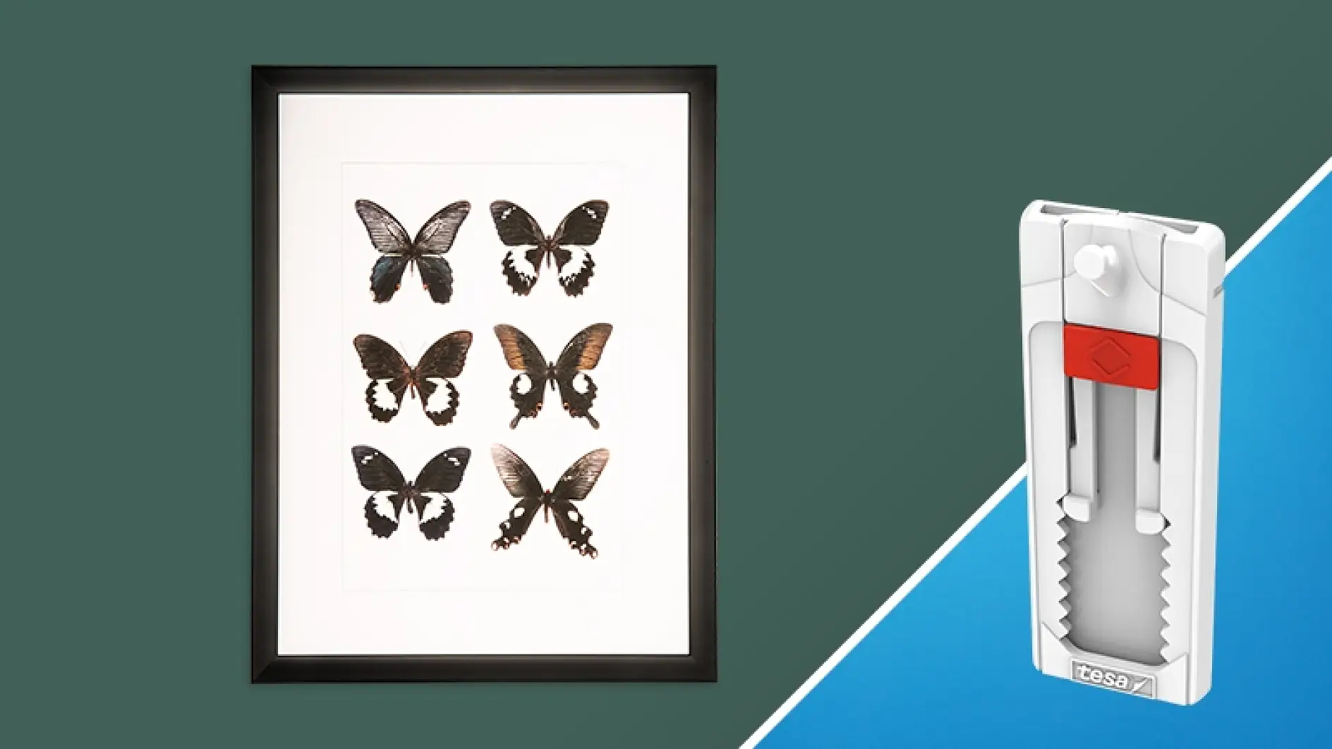 Schmetterlingsbilder