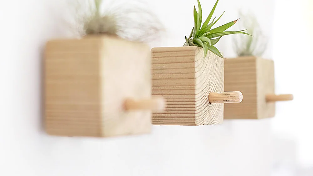 Drei hölzerne Pflanzwürfel mit minimalistischem Design sind mit Tesa-Klebeband an einer weißen Wand befestigt. Jeder Würfel enthält eine kleine Luftpflanze, deren schmale Blätter nach außen ragen. Die Würfel haben auf einer Seite Dübel als Stütze. (This text has been generated by AI)