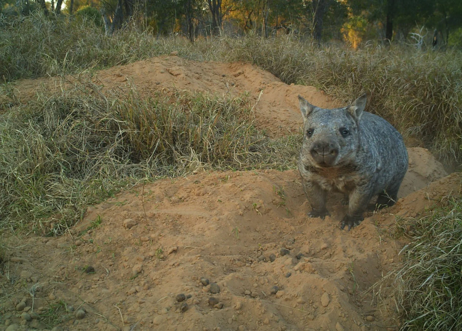 Northern-hairy-nosed-wombat-Photo-property-of-EHP-1024x734 Northern-hairy-nosed-wombat-Photo-property-of-EHP-1024x734