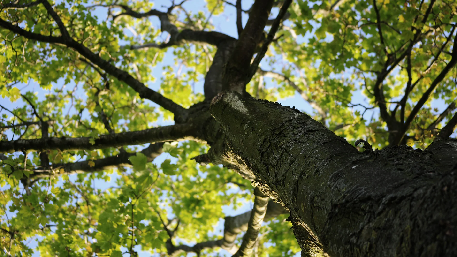 Holz Natur Baum Blätter Verantwortung