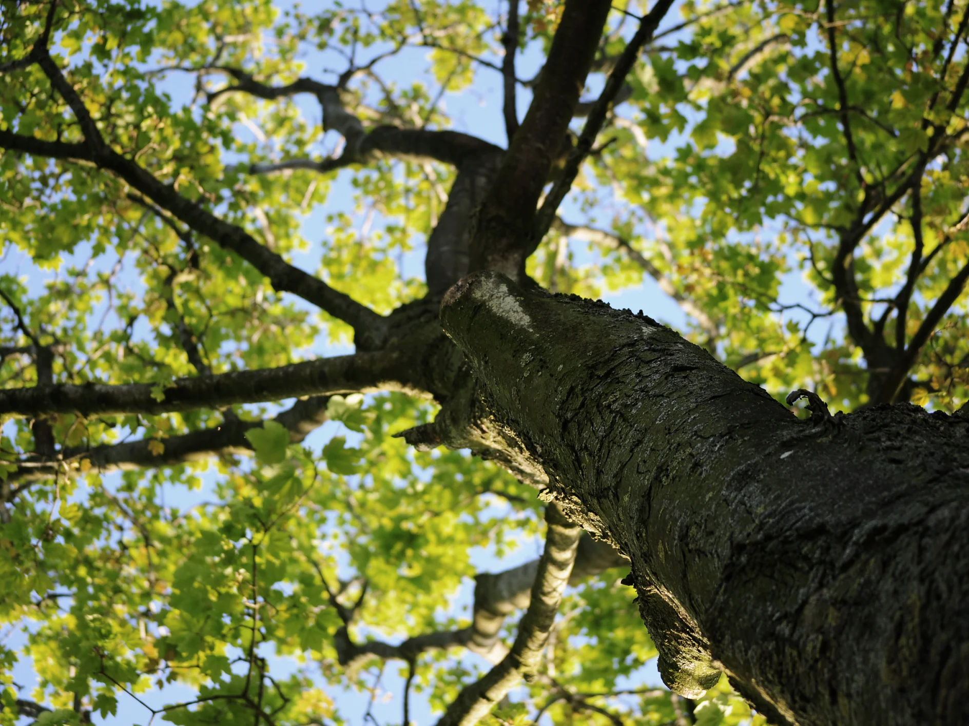 Holz Natur Baum Blätter Verantwortung