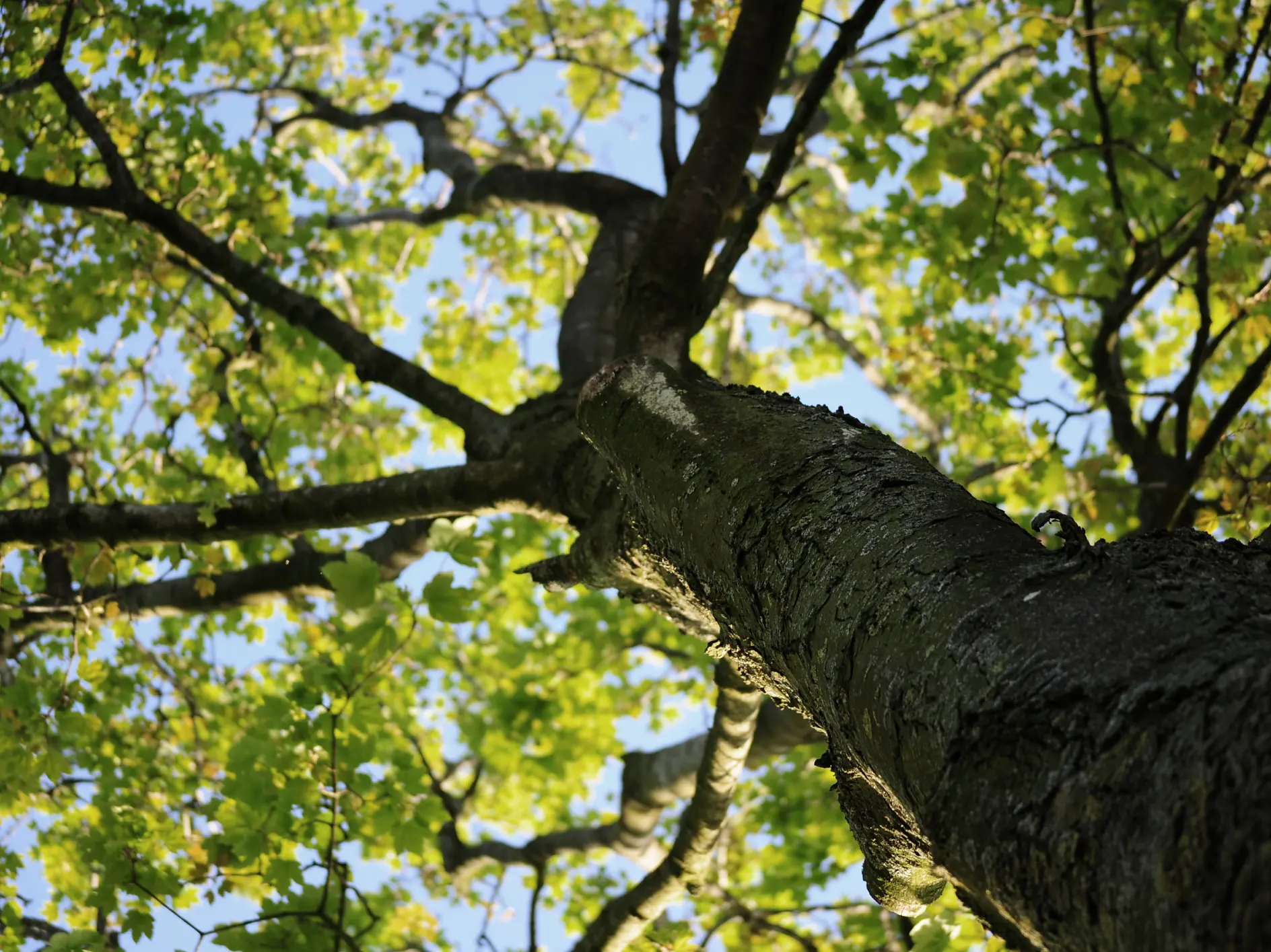 Holz Natur Baum Blätter Verantwortung