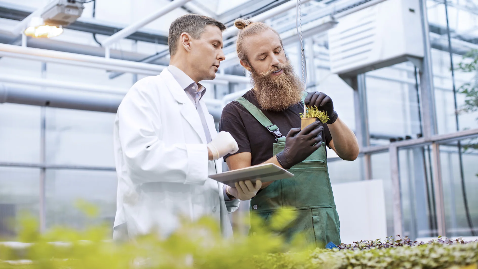 Male scientist and farm worker inspecting seedlings for disease in greenhouse