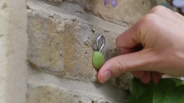 Wie Sie ein Rankgitter für Pflanzen ohne zu Bohren an einer Wand