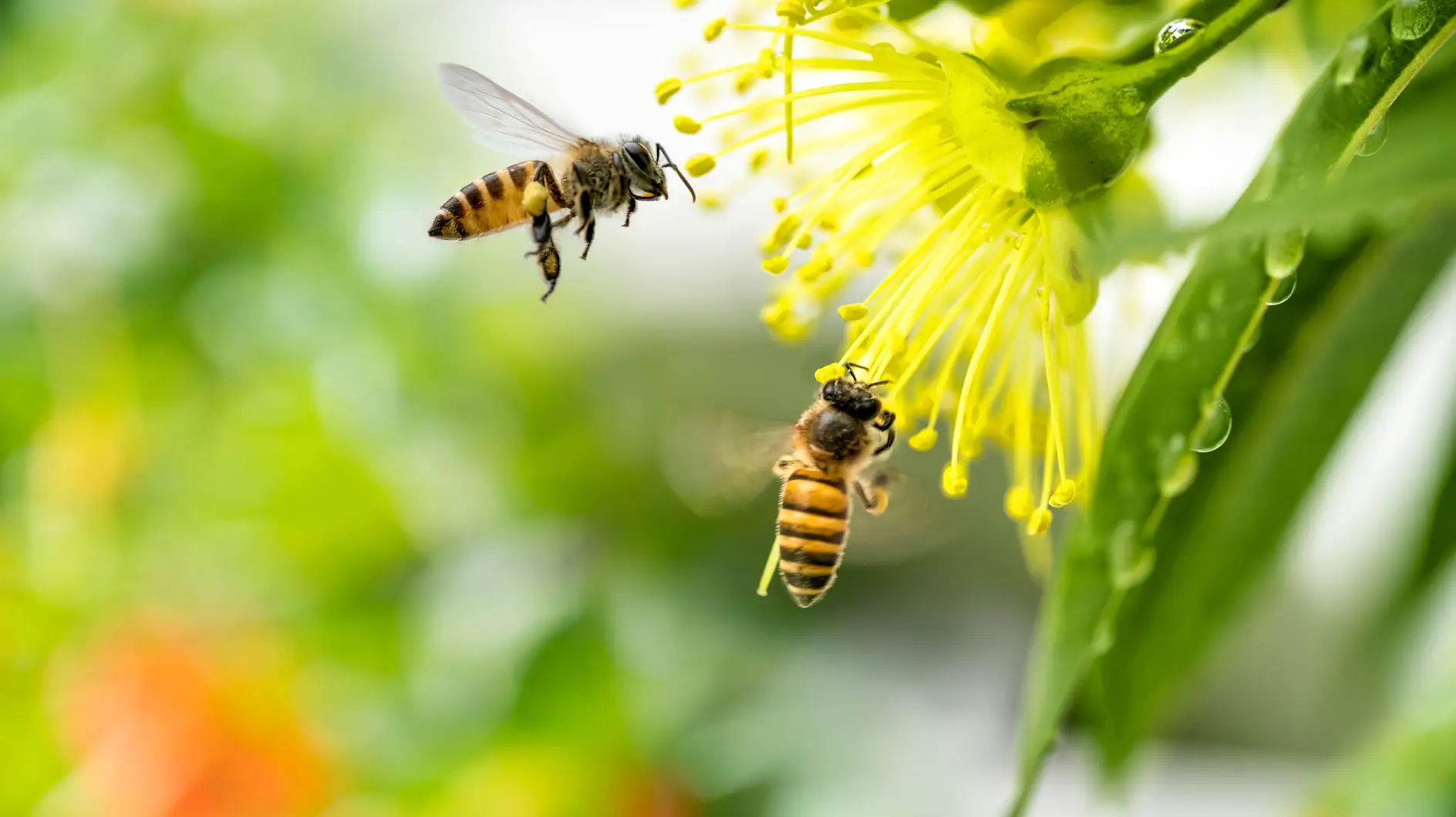 Flying honey bee collecting pollen at yellow flower. Bee flying over the yellow flower