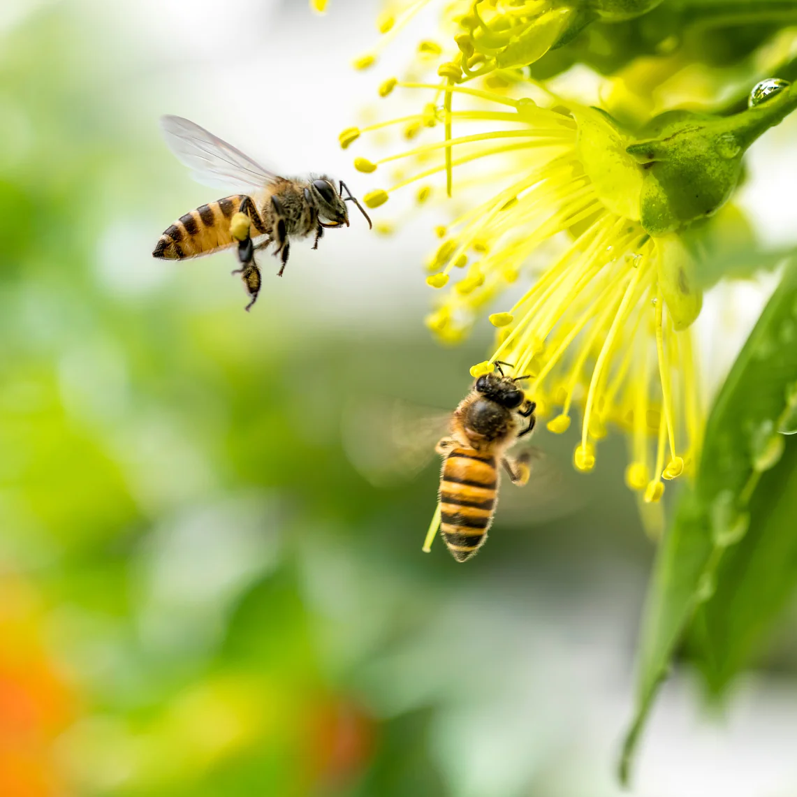 Flying honey bee collecting pollen at yellow flower. Bee flying over the yellow flower