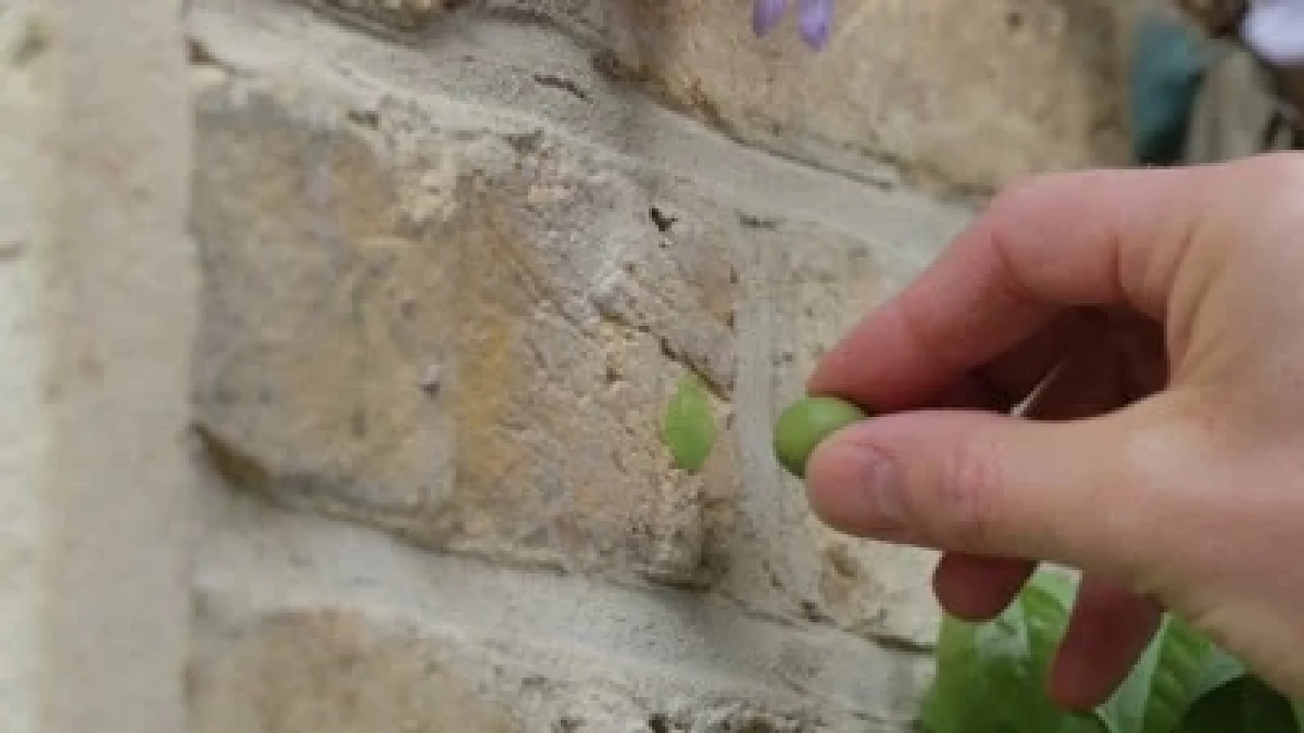 six9_400_sugru_garden_2
