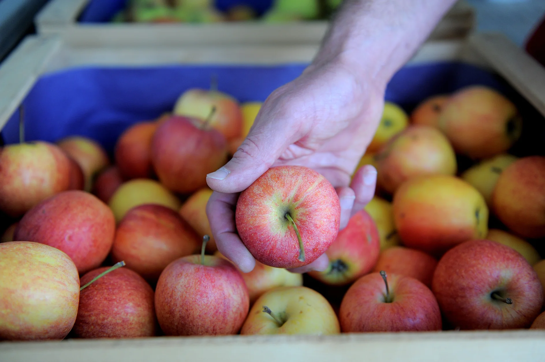 Eine Hand hält einen roten Apfel über einer Kiste voller ähnlicher Äpfel. Die Äpfel haben eine Mischung aus roten und gelben Farbtönen. Im Hintergrund sind weitere Chargen Äpfel in Holzkisten zu sehen. Auf den Kisten ist Tesa-Klebeband zu sehen, das dafür sorgt, dass sie stabil und sicher für den Transport sind. (This text has been generated by AI)