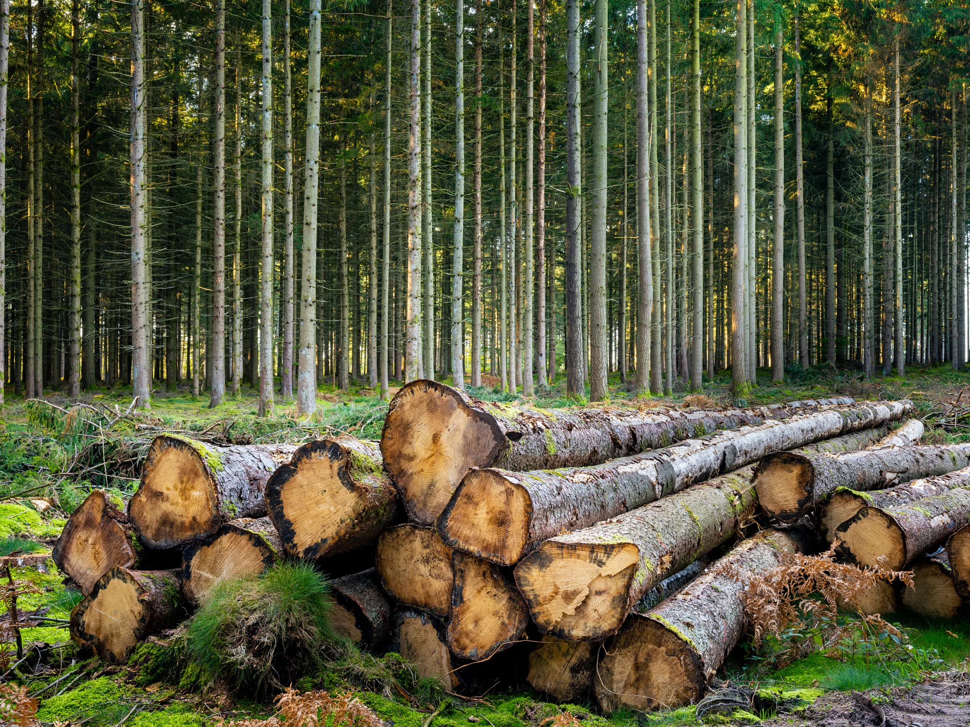 Stacked tree logs are placed at the forefront in a forest. Tall, evenly spaced trees with slender trunks fill the background, extending into the distance. The ground is covered with greenery and patches of moss. (This text has been generated by AI)