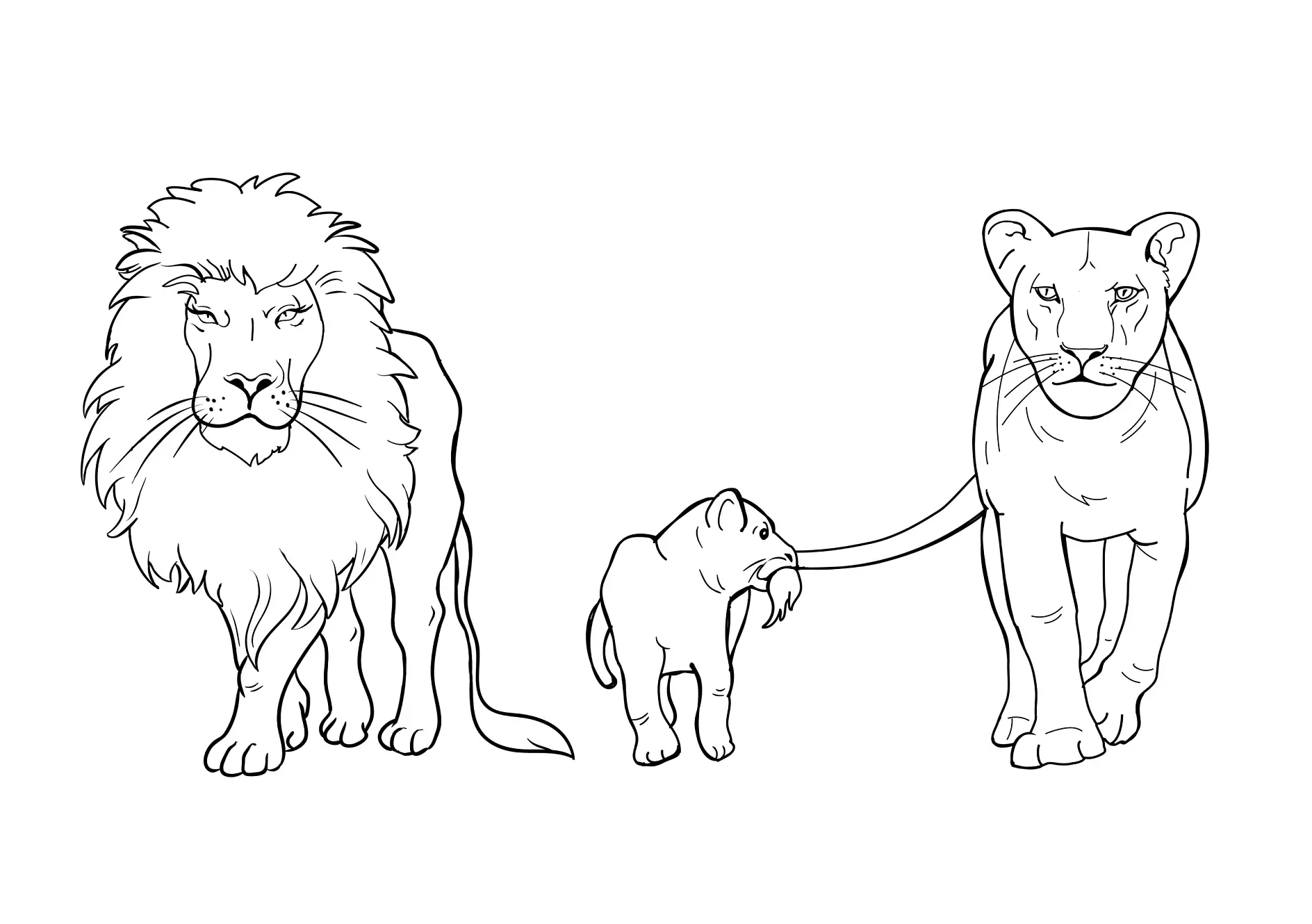 Ausmalbild Löwenfamilie spaziert gemeinsamA family of lions. Lion Coloring Pages