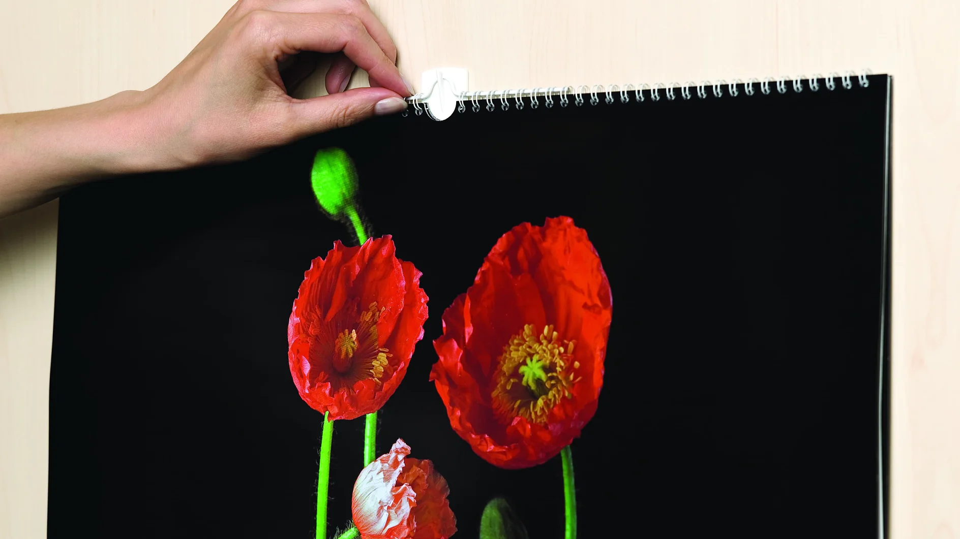 powerstrips-picture-hook-mood Eine Hand richtet einen Wandkalender mit leuchtend roten Mohnblumen auf schwarzem Hintergrund. Der Kalender hat eine Spiralbindung und wird mit Tesa-Klebeband an einer hellen Wand aufgehängt. (This text has been generated by AI)