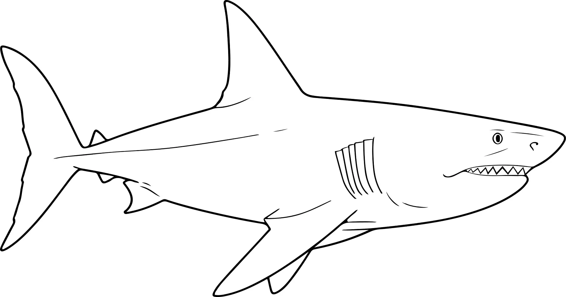 Ausmalbild realistischer Hai