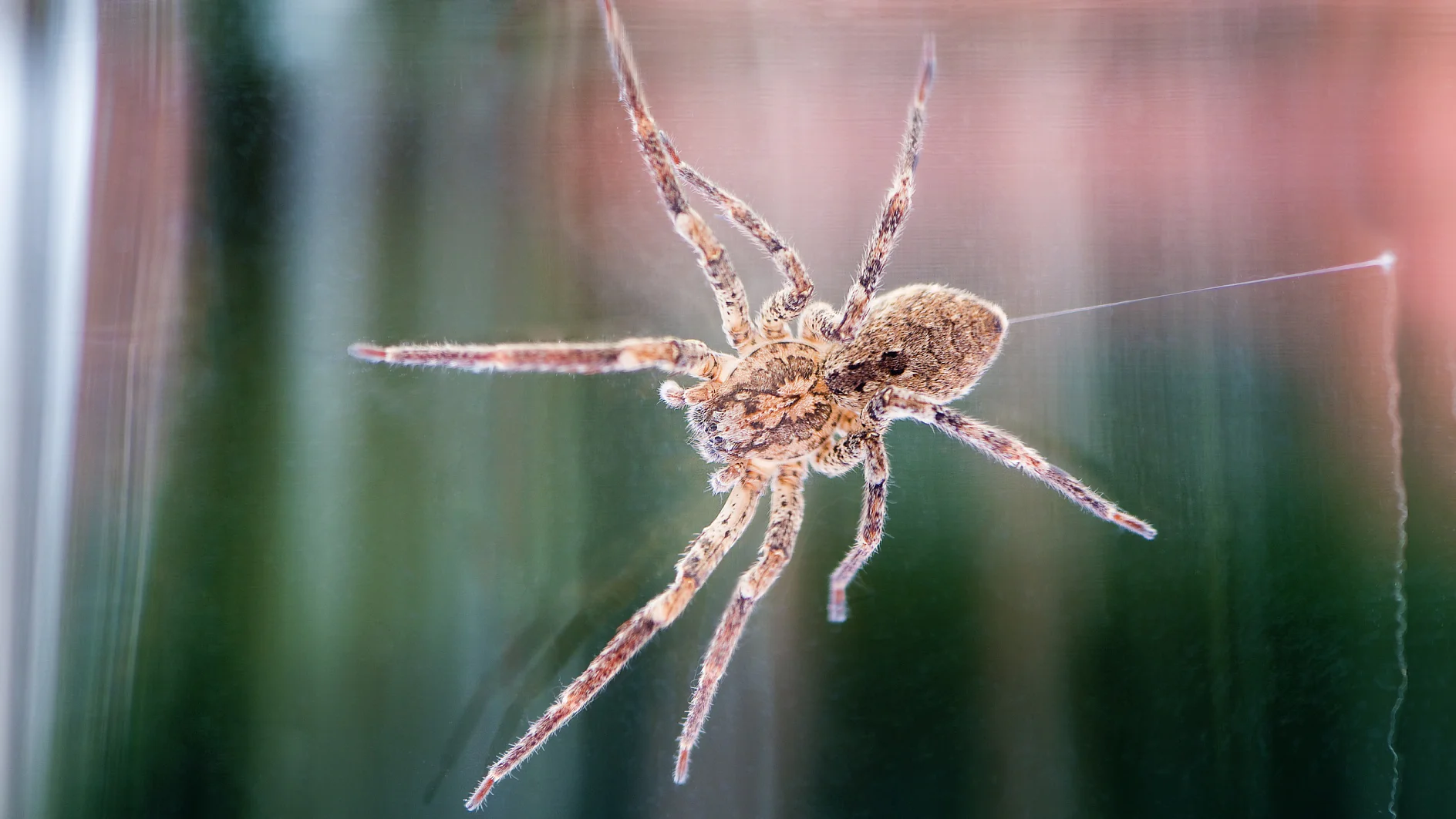 Eine Nahaufnahme einer Spinne, die an einem Netz aus Tesa-Klebeband hängt. Die Spinne befindet sich in der Bildmitte, sodass ihr Körper und ihre Beine deutlich zu erkennen sind. Der Hintergrund ist eine verschwommene Mischung aus Grün- und Rosatönen. (This text has been generated by AI)