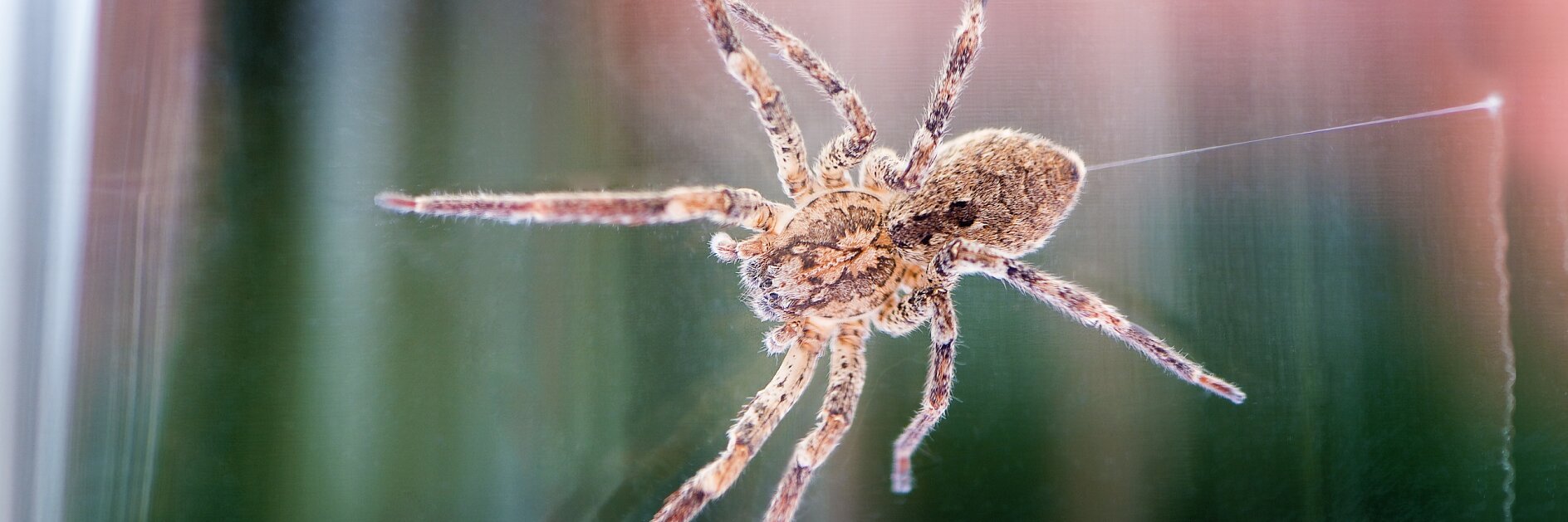 Eine Nahaufnahme einer Spinne, die an einem Netz aus Tesa-Klebeband hängt. Die Spinne befindet sich in der Bildmitte, sodass ihr Körper und ihre Beine deutlich zu erkennen sind. Der Hintergrund ist eine verschwommene Mischung aus Grün- und Rosatönen. (This text has been generated by AI)