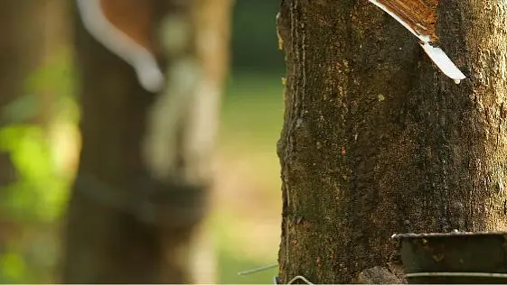 Soruce Responsibly_Sutainable Rubber-2