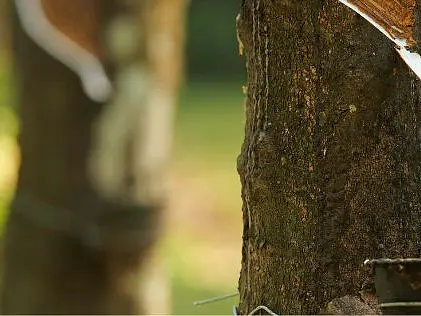 Soruce Responsibly_Sutainable Rubber-2