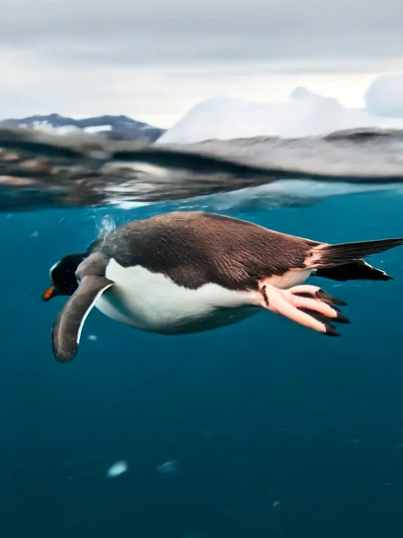 Penguin_16_9_clean