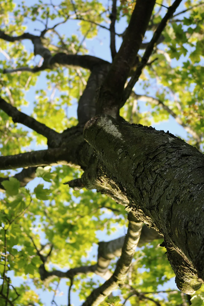 Wood Natur Tree Leaves Responsibility