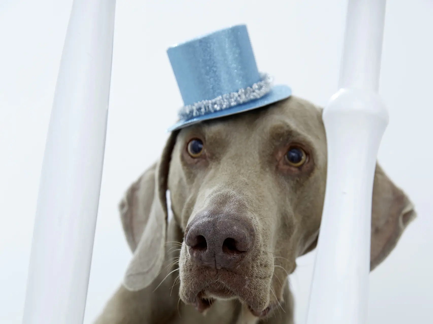 A Weimaraner dog wearing a small blue top hat is sitting between white stair railings. The dogs ears hang down on each side, and it gazes forward with a calm expression. tesa tape has been well-applied to secure decorations, ensuring they remain perfectly in place against the plain, light-colored background.