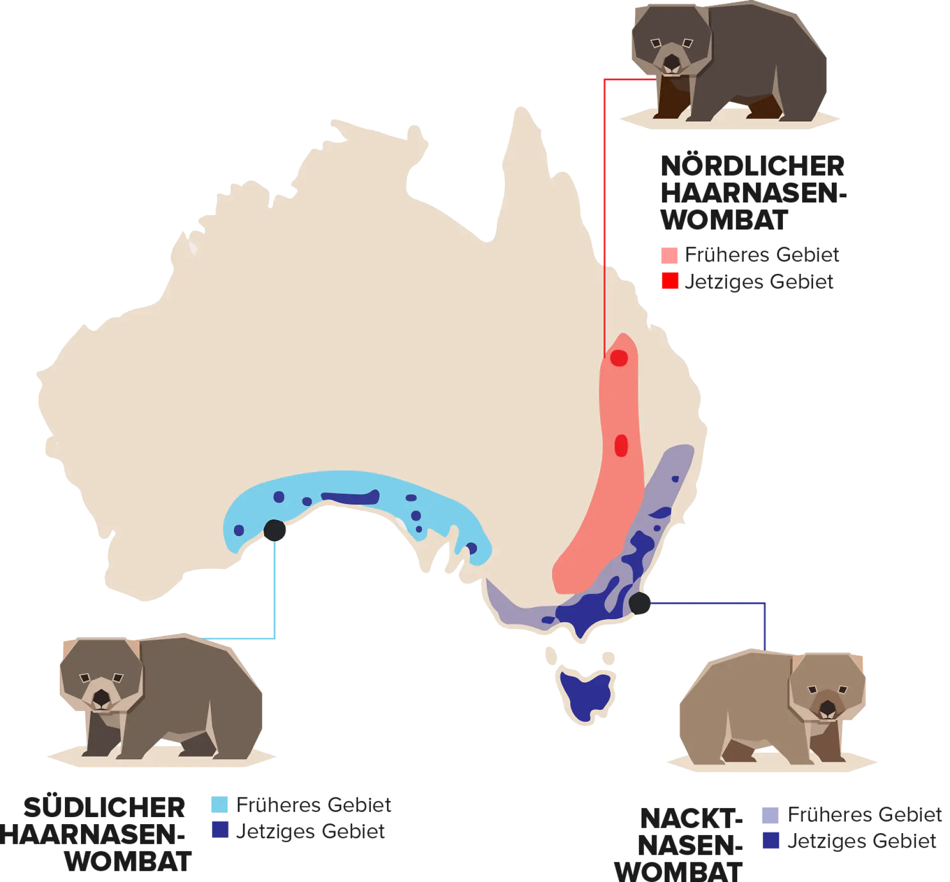 Map of Australia with colored areas indicating past and present regions of the northern, southern, and hairy-nosed wombats. Three illustrations of different wombats are shown with labels in German.