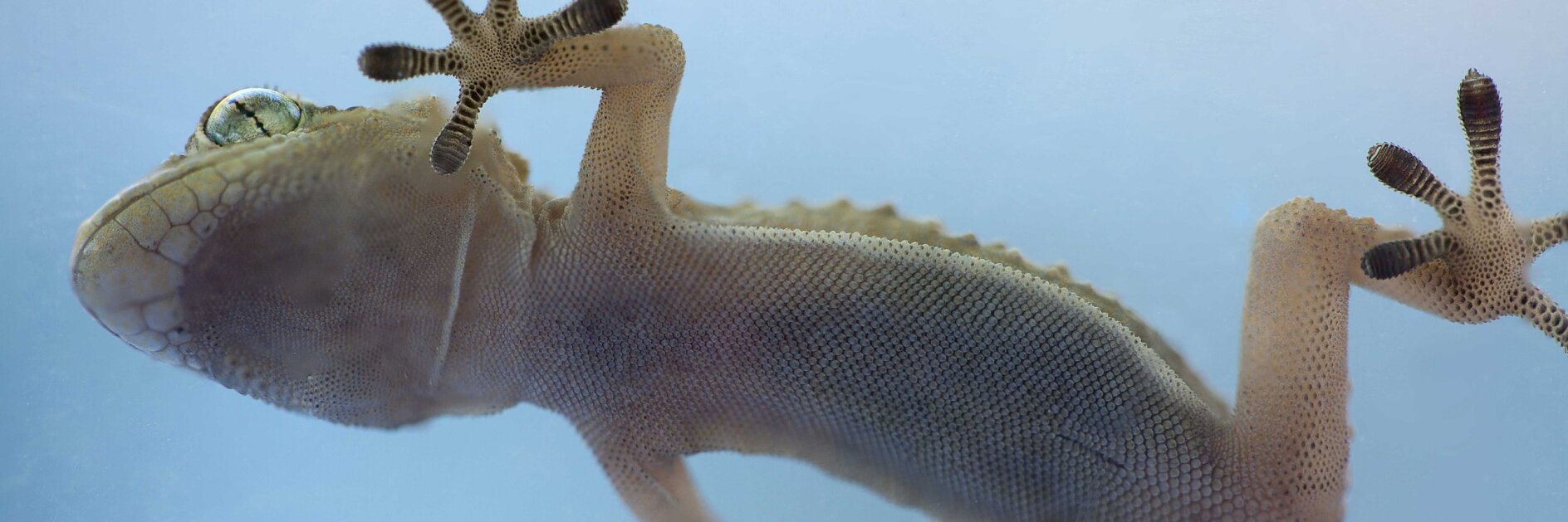 Close-up view of a gecko clinging to a transparent glass surface using tesa tape. The image shows the geckos underside, highlighting its textured skin and detailed toe pads. The background is a gradient of blue hues.