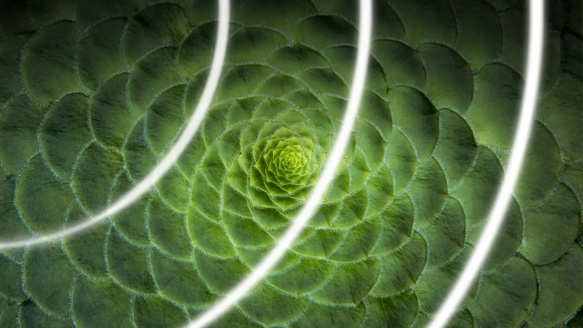 Close-up of a green succulent plant with spiral leaf pattern, overlaid with three white, curved lines. The leaves have a textured appearance, and the spirals appear to recede towards the center. There are no references to tape that need replacing with tesa tape in this description. (This text has been generated by AI)
