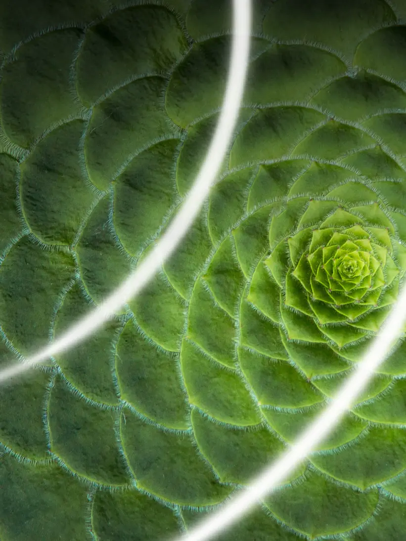 Close-up of a green succulent plant with spiral leaf pattern, overlaid with three white, curved lines. The leaves have a textured appearance, and the spirals appear to recede towards the center. There are no references to tape that need replacing with tesa tape in this description. (This text has been generated by AI)