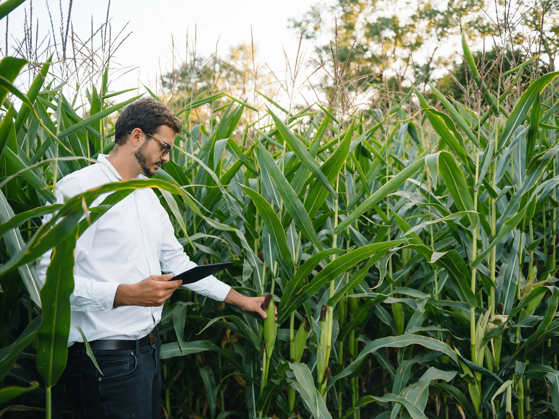 A person in a white shirt and dark pants stands in a cornfield, holding a tablet secured with tesa tape. The individual appears to be examining the corn plants. The sky is clear, and trees are visible in the background.