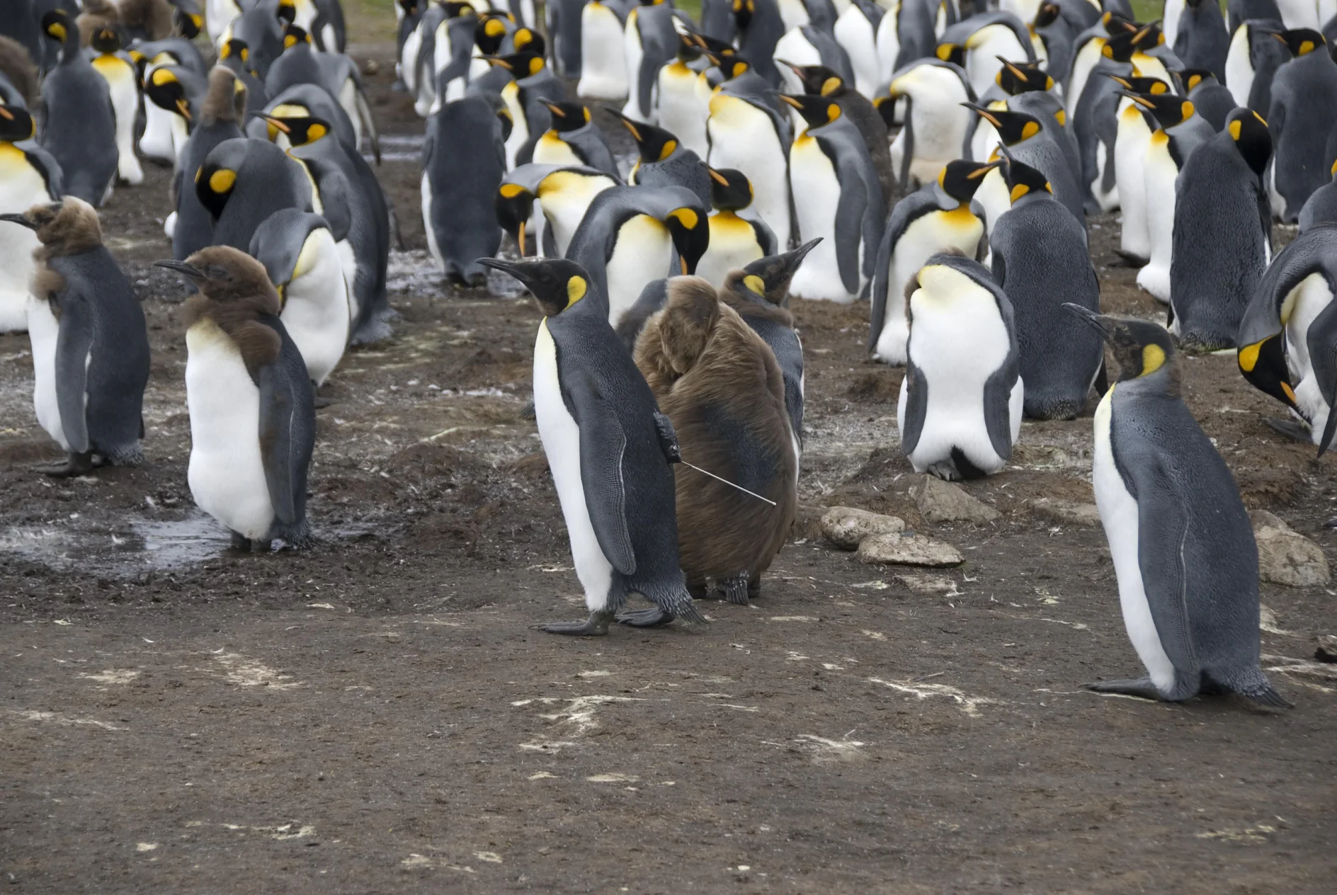 King Penguin Chick