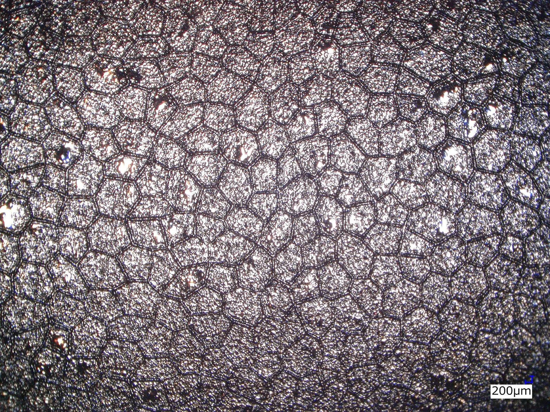 Microscopic View - tesa® Softprint FE-X EA Liner