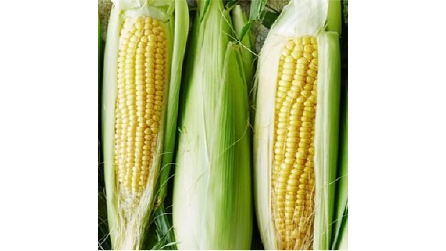 Corn