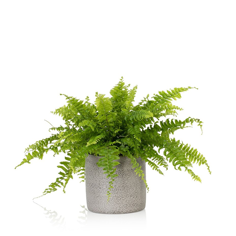 boston fern boston fern