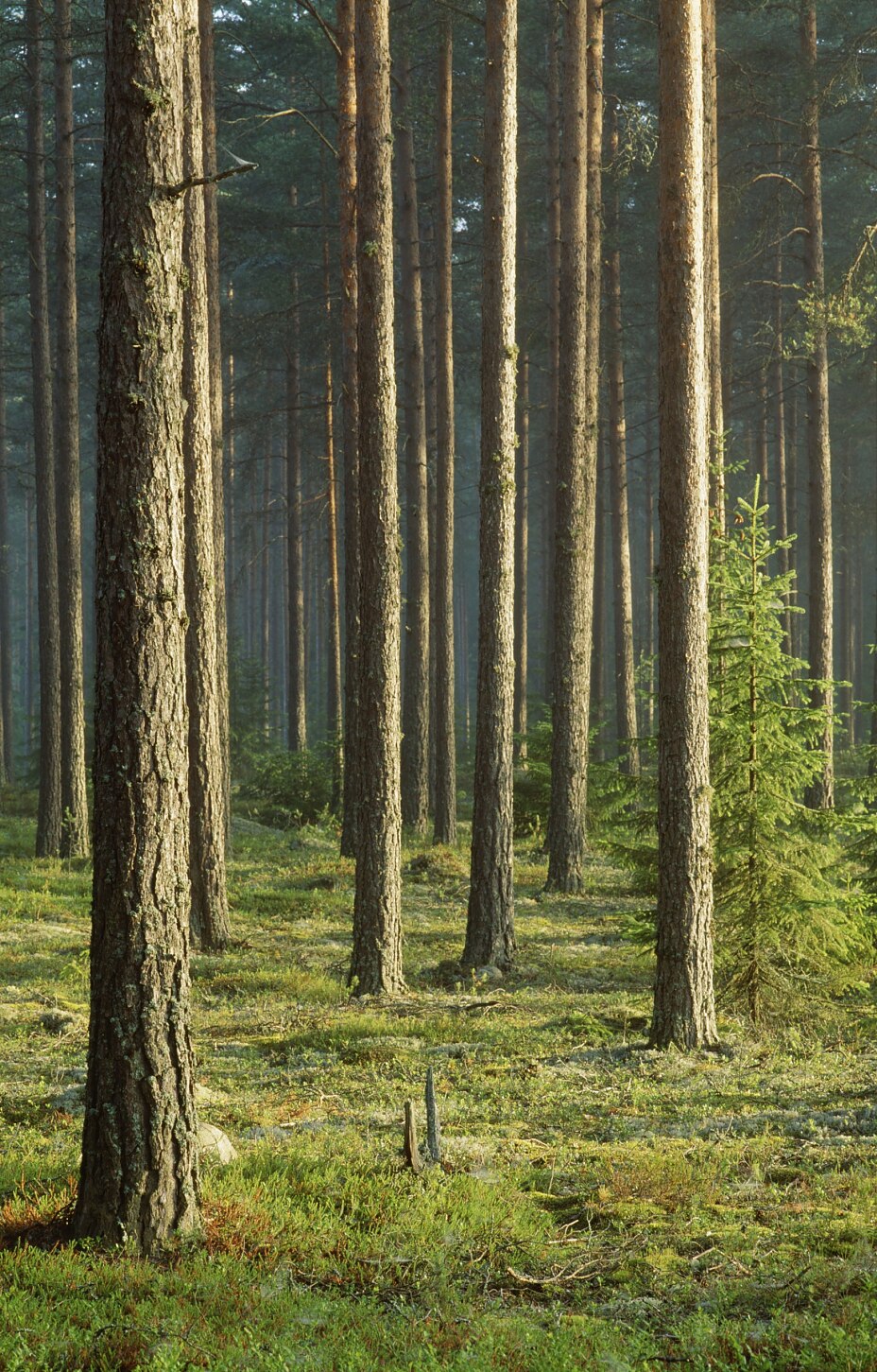 shutterstock_110949389 shutterstock_110949389