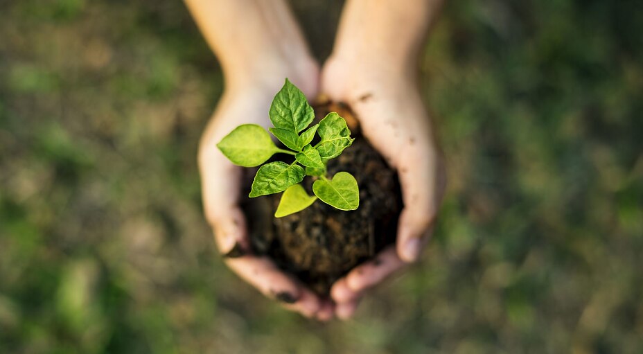 Plant a tree Plant a tree