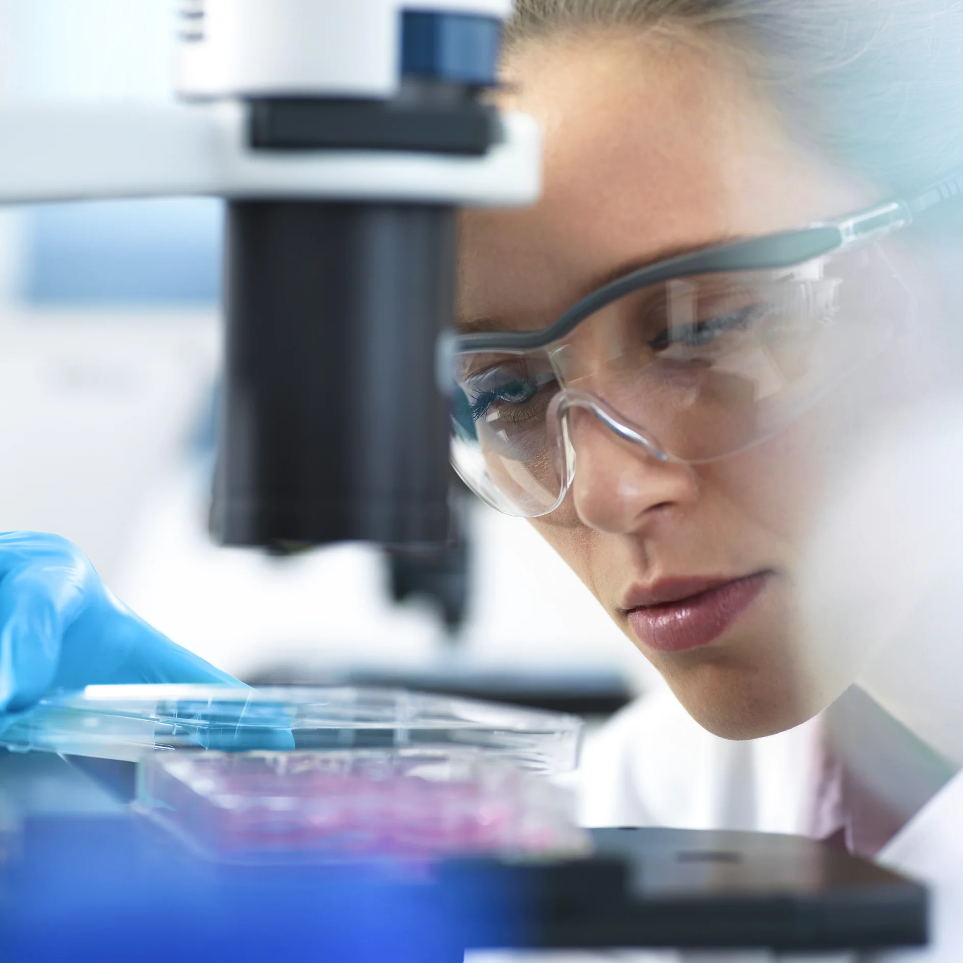 Cell Research, Scientist placing a multi well plate under the microscope ready to examine cells in the laboratory