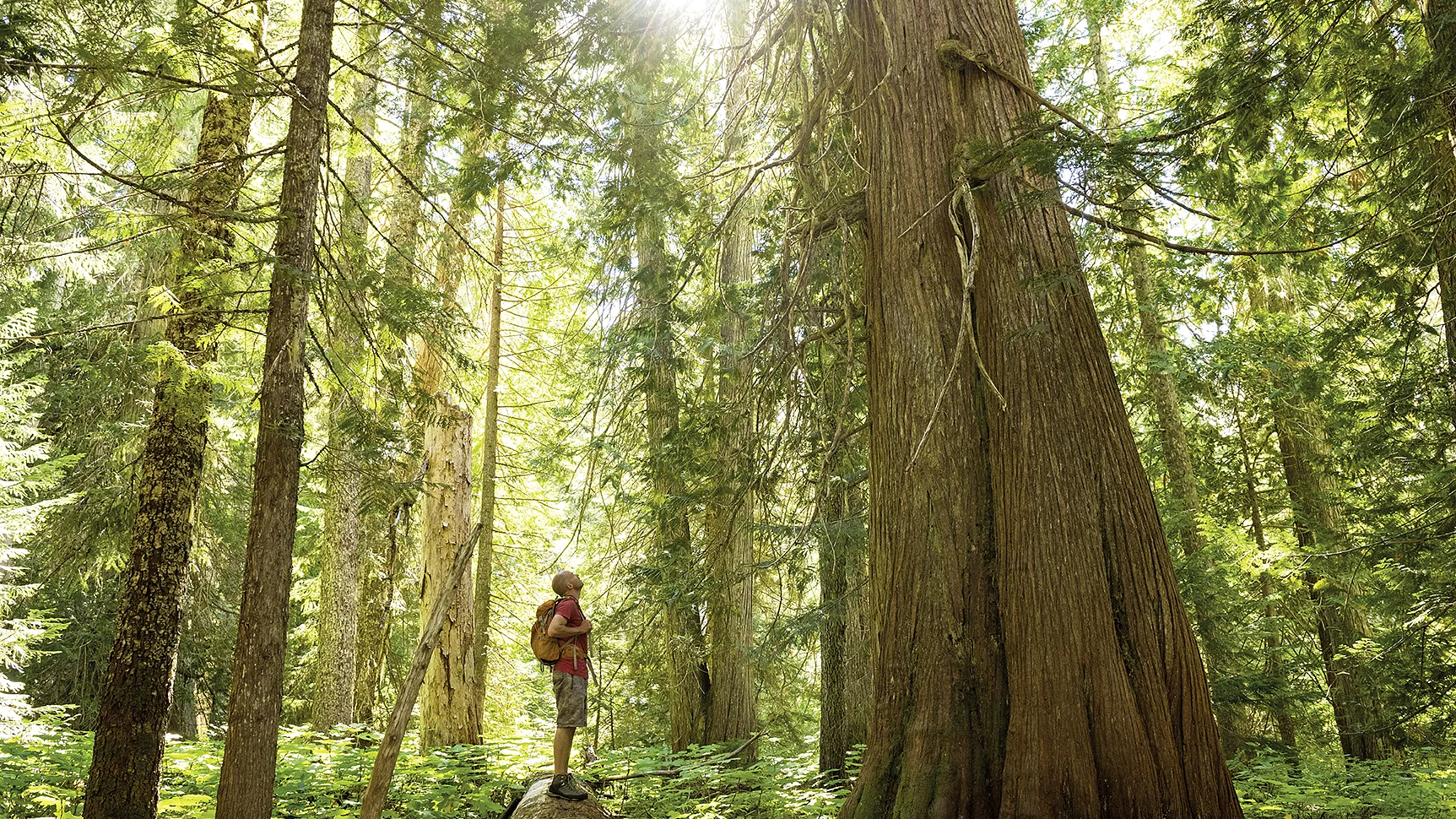 Man in forest