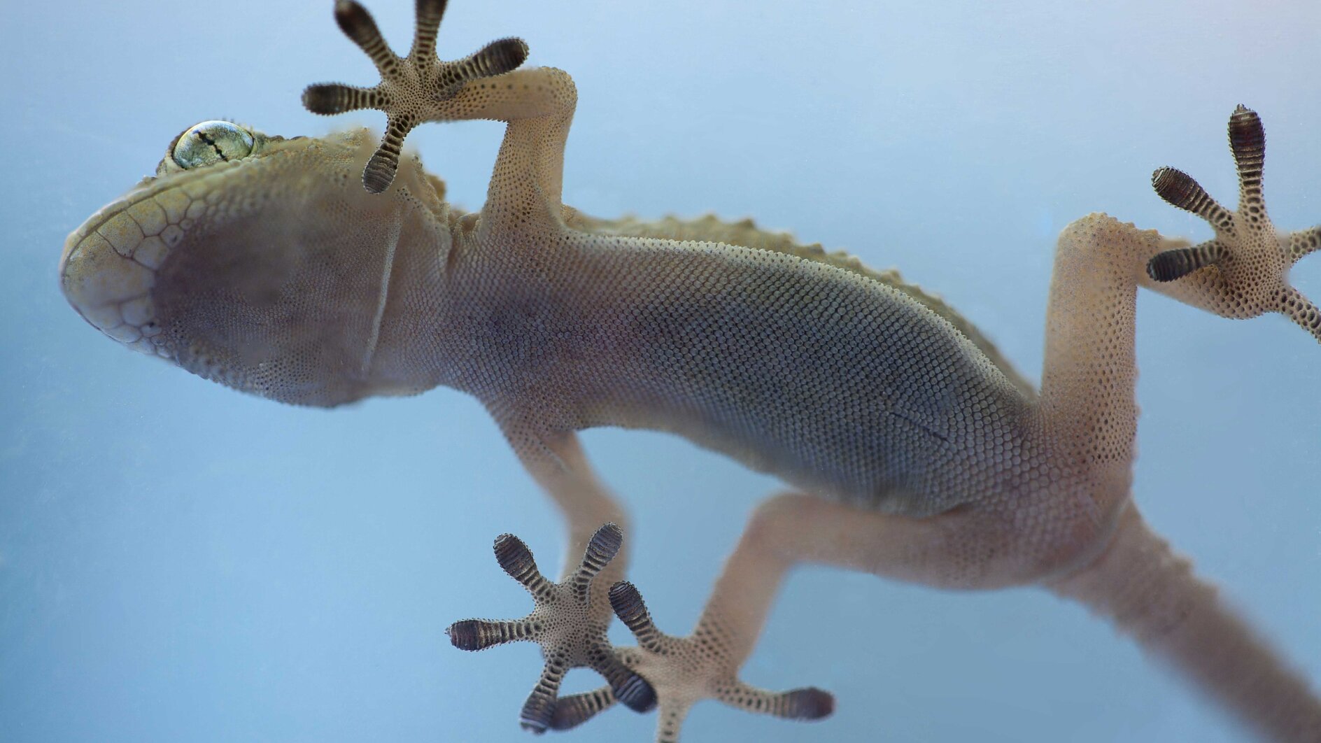 Close-up view of a gecko clinging to a transparent glass surface using tesa tape. The image shows the geckos underside, highlighting its textured skin and detailed toe pads. The background is a gradient of blue hues. (This text has been generated by AI)