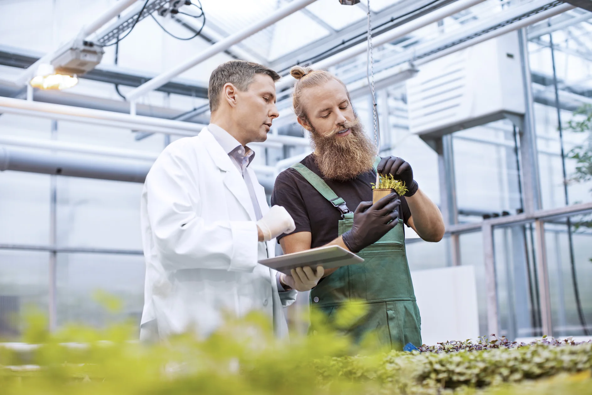 Two men examine plants in a greenhouse. One wears a lab coat and holds a clipboard, while the other wears overalls and gloves, holding a small plant. The setting is filled with natural light and equipment for plant growth, including various tools secured with tesa tape. (This text has been generated by AI)